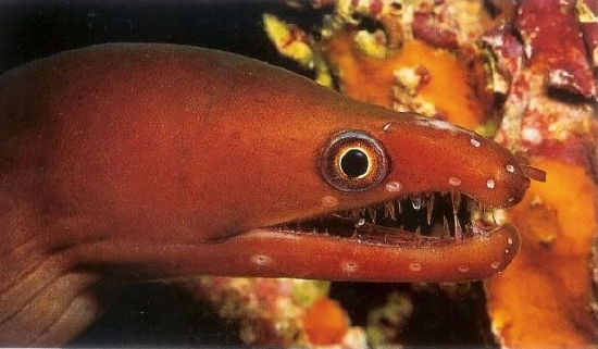  Enchelycore carychroa (Chestnut Moray, Viper Moray, Caribbean Moray)